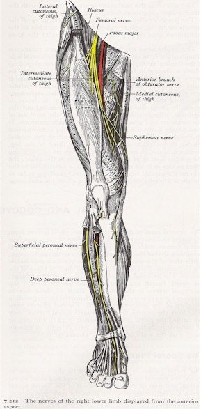 Nerves of the leg anterior view. | MyFootShop.com