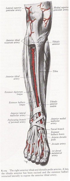 Arteries of the lower leg anterior view | MyFootShop.com