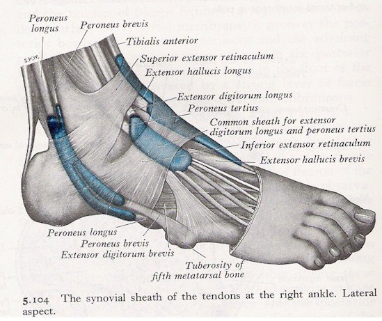 Muscles of the ankle lateral view | MyFootShop.com