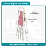 Flexor Digitorum Brevis | Lower extremity anatomy | MyFootShop.com