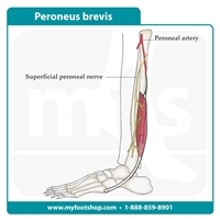 Peroneus Brevis Muscle | Lower extremity anatomy Myfootshop.com