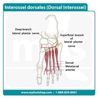 Dorsal Interossei Muscles | Lower extremity anatomy | MyFootShop.com