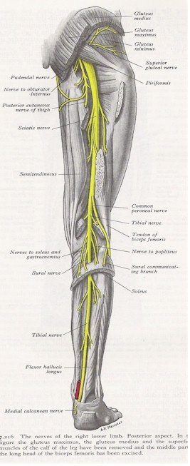 lower limb nerves