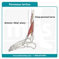 Peroneus Tertius Muscle | Lower extremity anatomy | MyFootShop.com